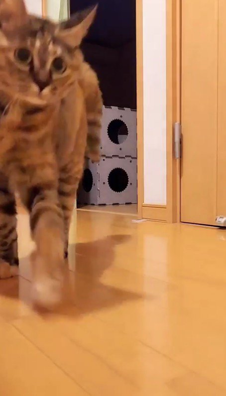 背中を丸めたままカメラの前を通り過ぎる猫