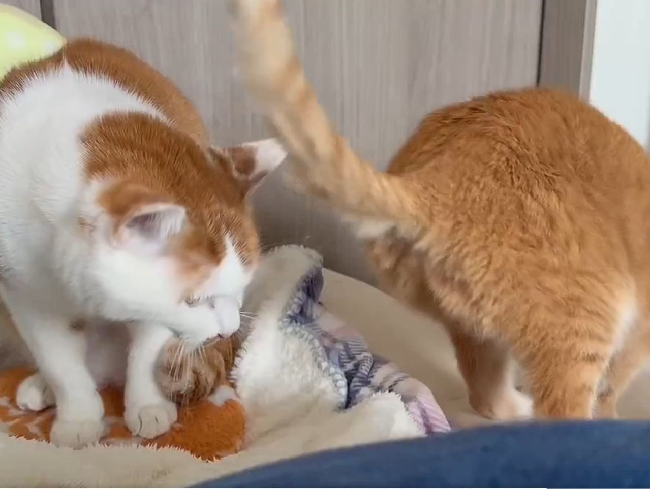 茶トラ猫の後姿を見ている茶白猫