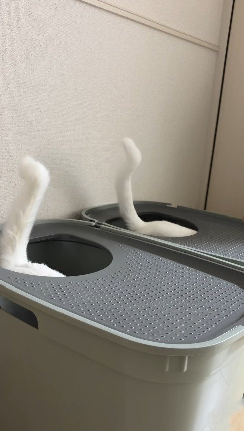 同じ方向を向いた猫2匹のしっぽ