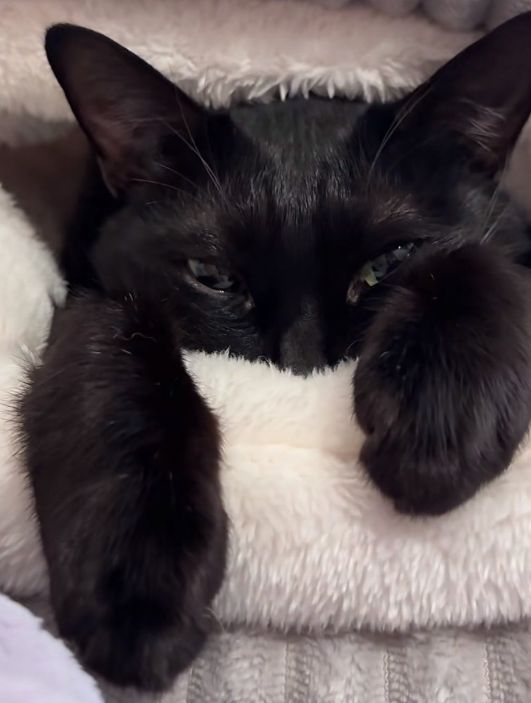 ベッドに入って両目ともに半分程開いている黒猫