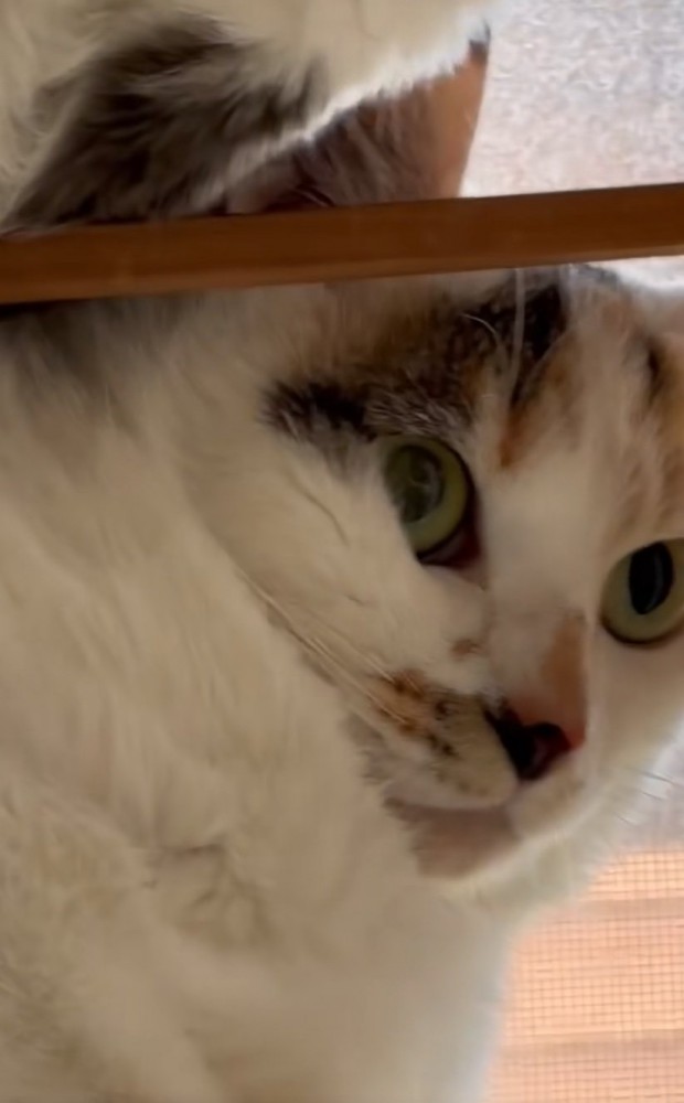 苦しそうな猫
