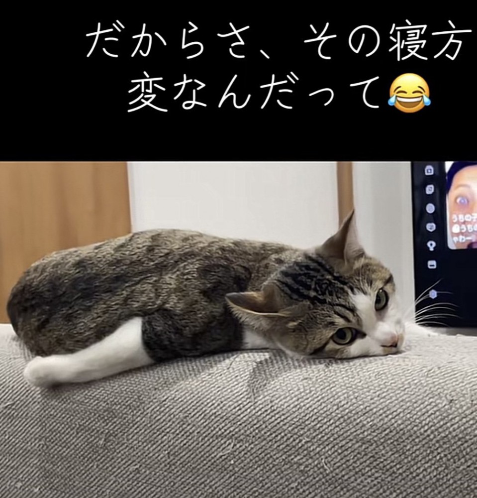 カメラ目線の猫の写真3