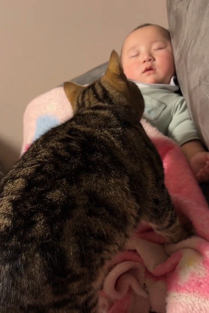 赤ちゃんの顔を見る猫