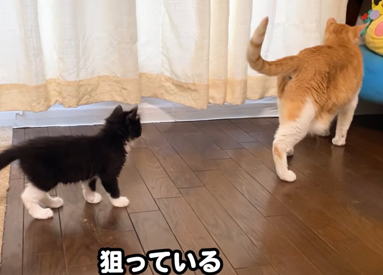 猫の後をついていく子猫（狙っている）