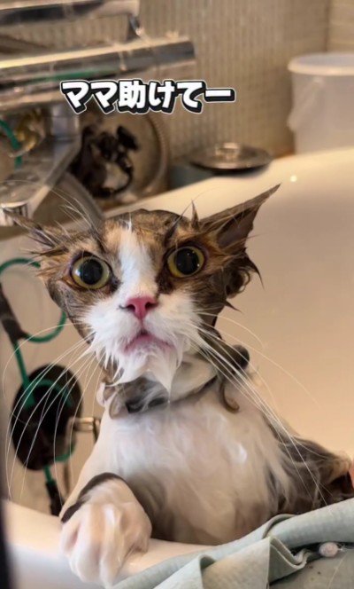 シャンプーをしている猫