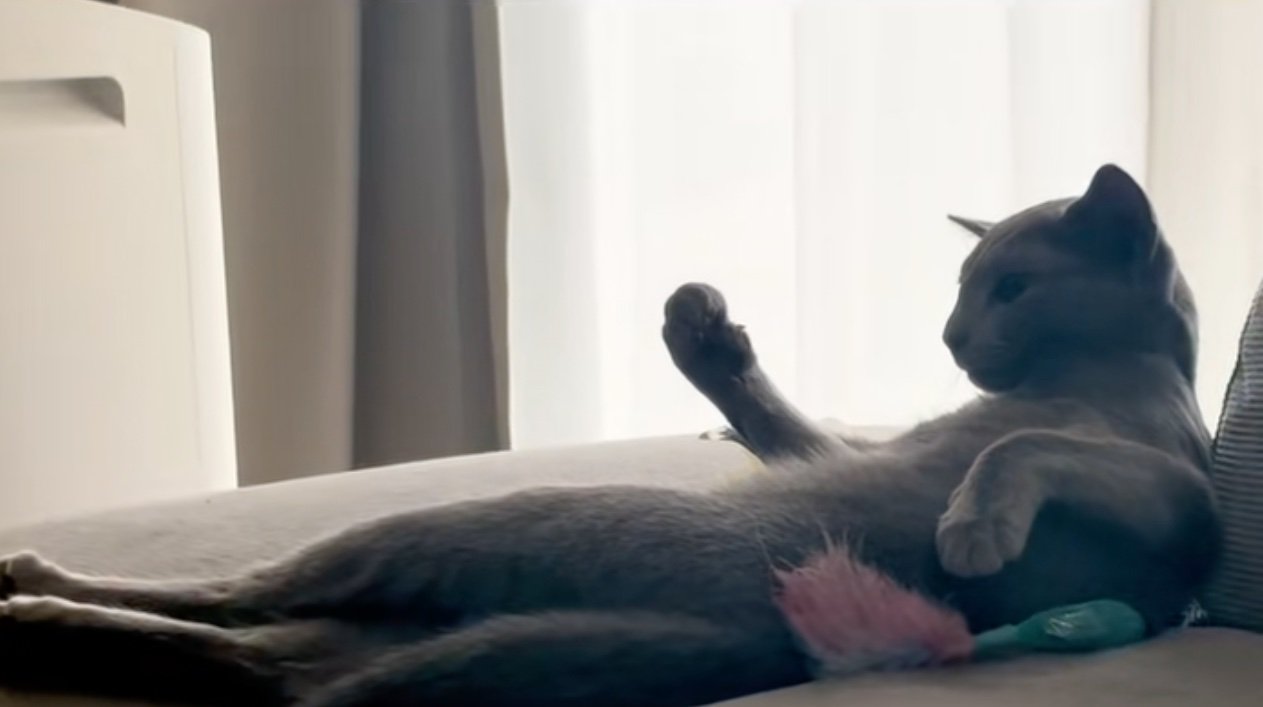 猫の握り拳