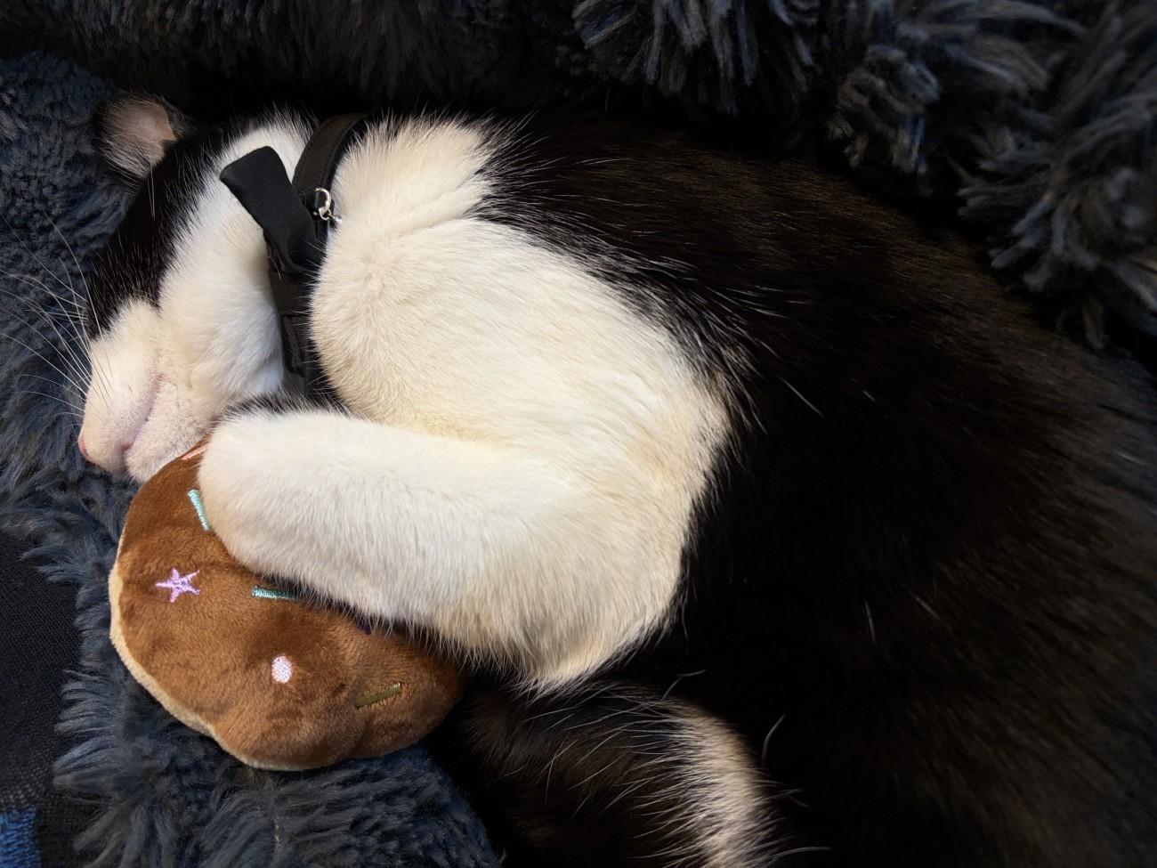 おもちゃを持ちながら寝る猫