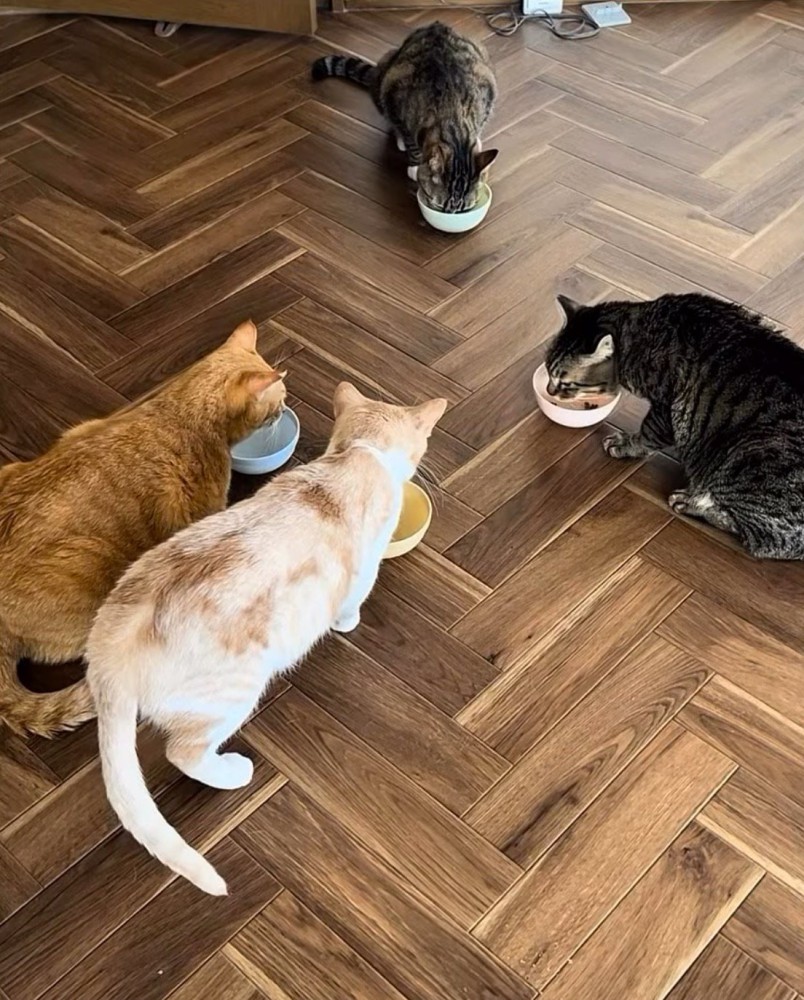 ごはんを食べる猫たち