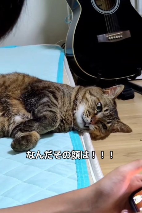 ゲームをしている男の子とふてくされた猫