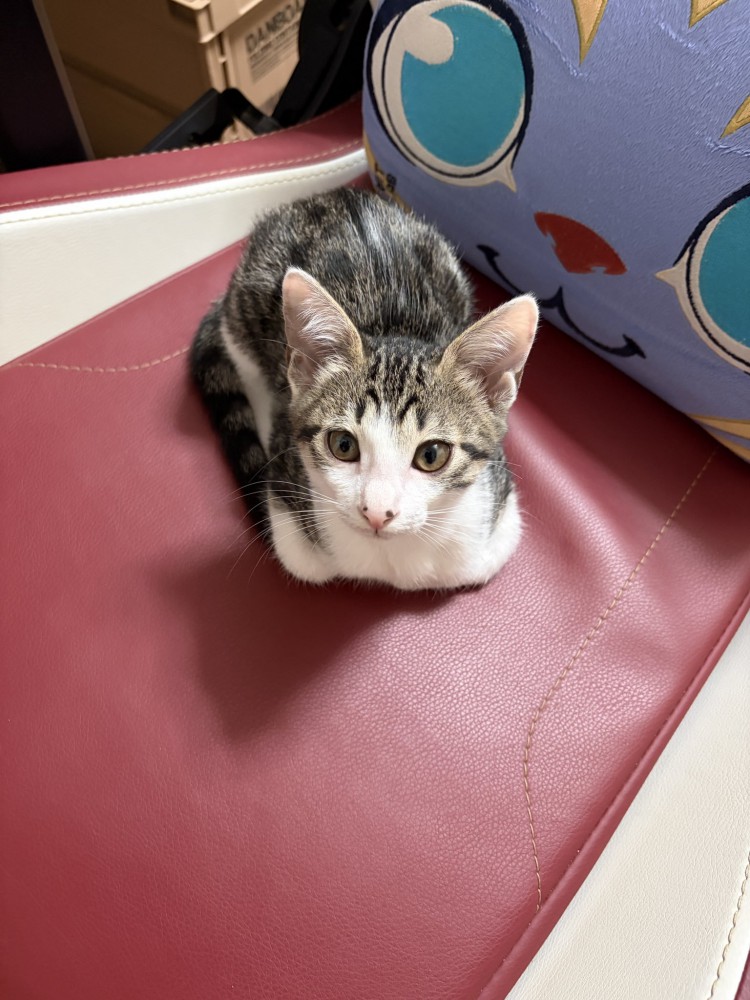 座っているキジ白の子猫