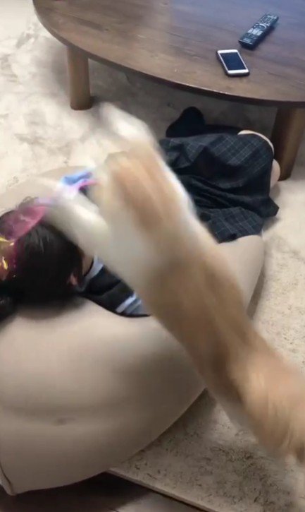 猫じゃらしで遊ぶ女の子と猫