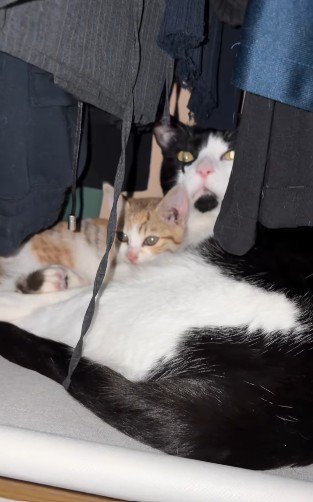 寄り添う2匹の猫
