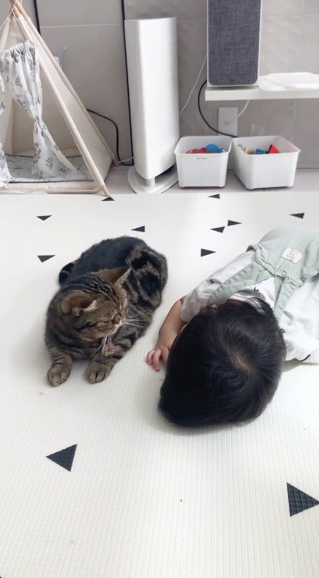 赤ちゃんの顔を見つめる猫