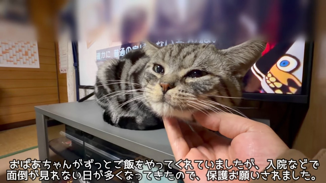 あごをなでられる猫