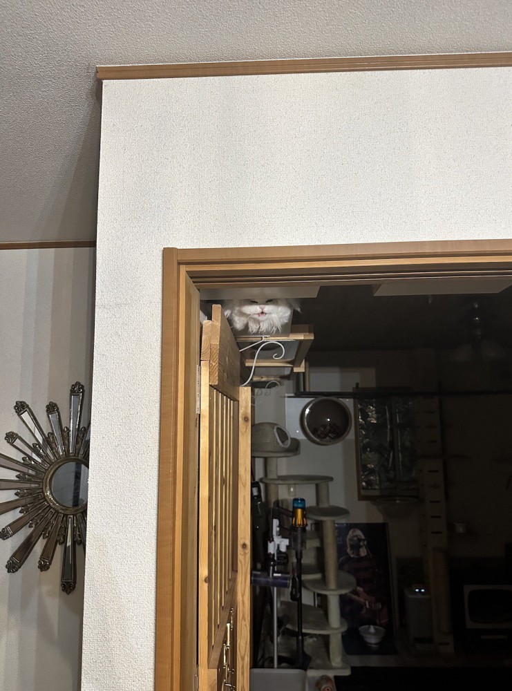 ドアの上にある白い物体