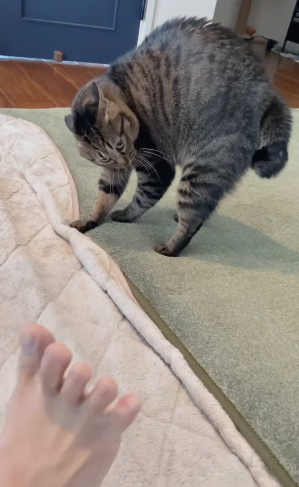 後退りながら睨みつける猫