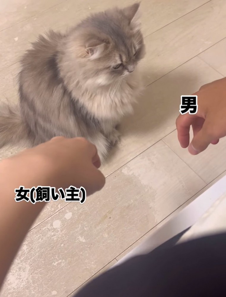 猫に手を差し出す