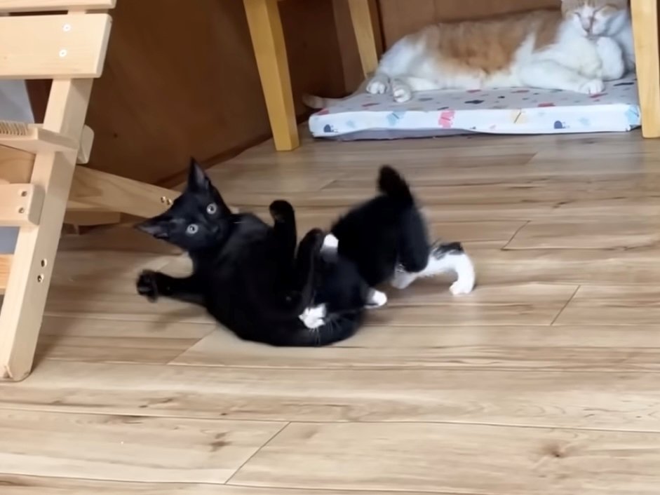 子猫とのにゃんプロで転がりながらカメラ目線の黒猫