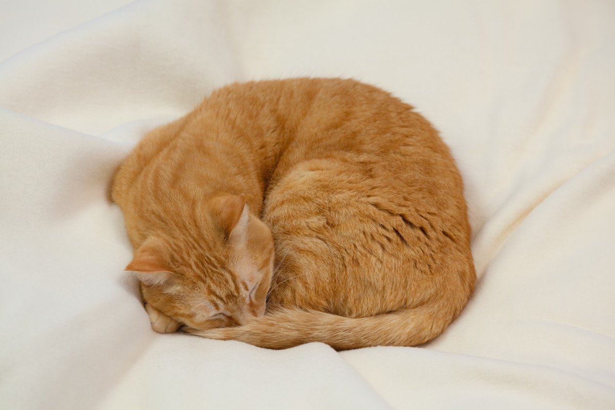 猫が『体を丸めて寝ている』3つの理由 かわいいニャンモナイトに