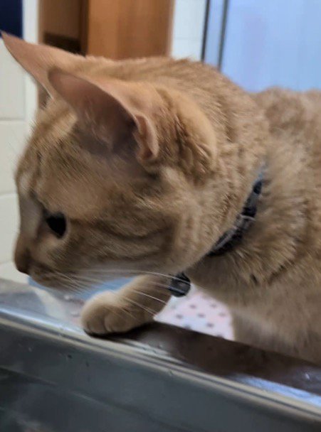 浴槽の縁に前足を乗せる猫