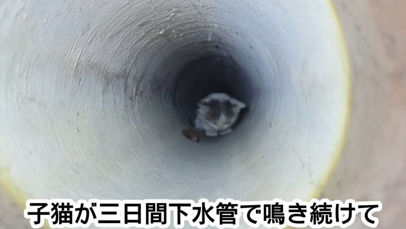 下水管の中にいる子猫