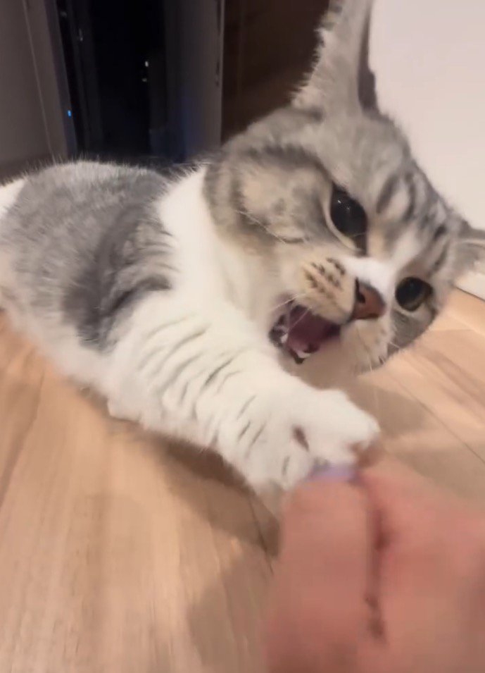 口を開いて、女性の指に前足を伸ばす猫