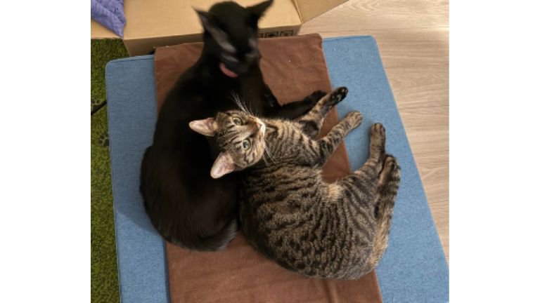 自動給餌器前の猫