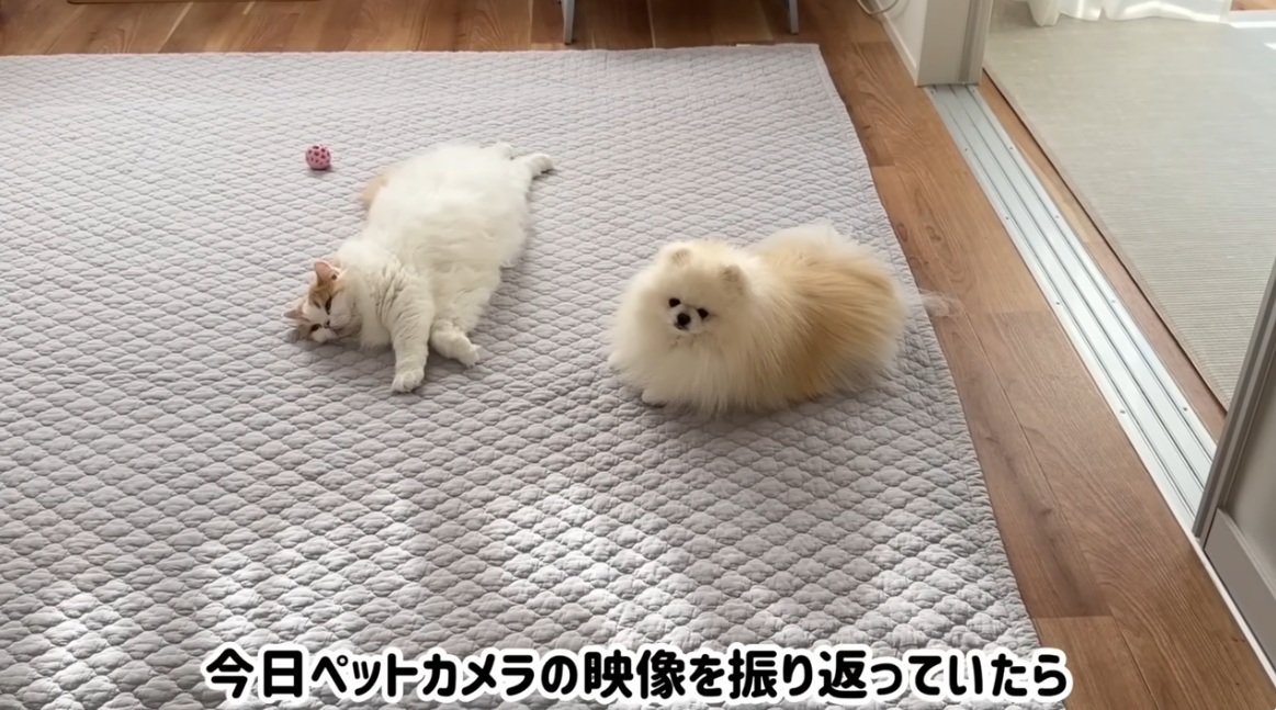 並んで休んでいる犬と猫