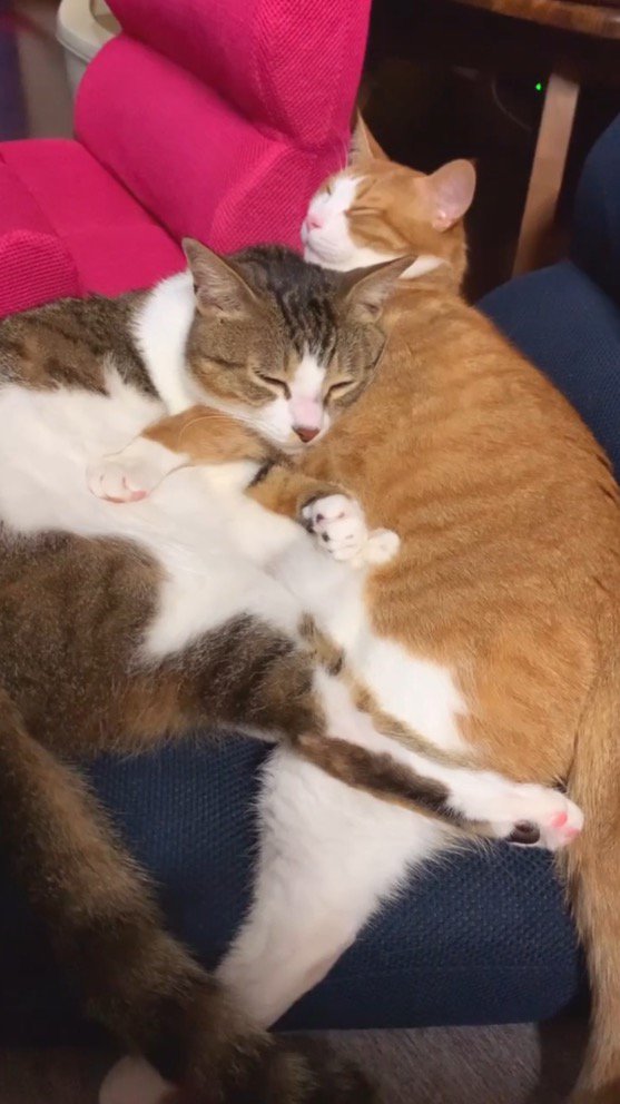 茶白猫のうえに体をもたれかけて眠るキジ白猫