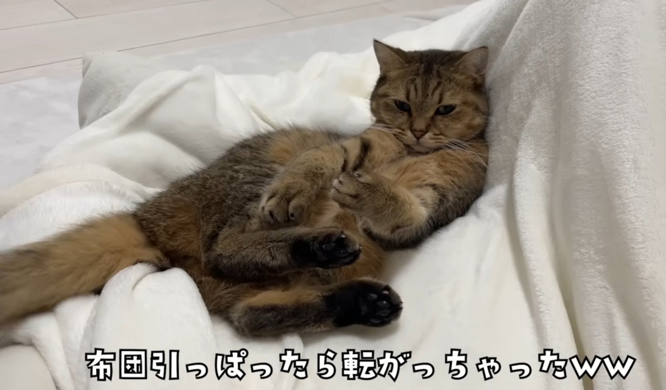 コタツ布団に転がるみにらくん