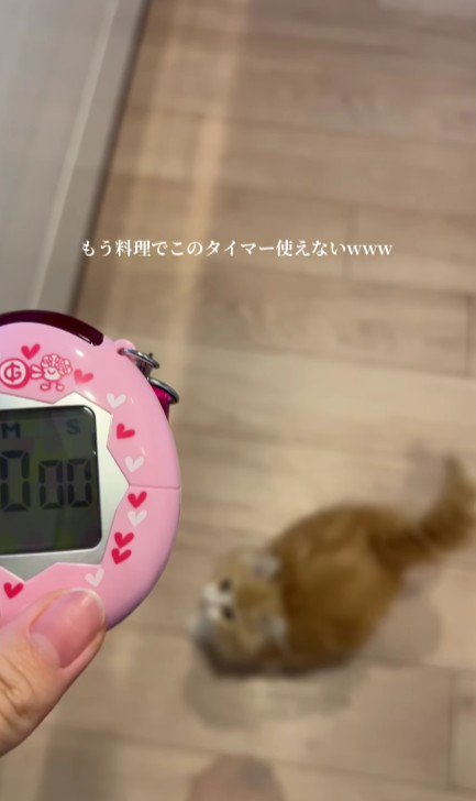 キッチンタイマーと子猫