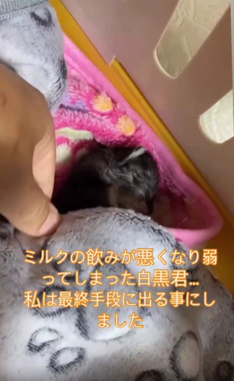 ぐったりしている子猫