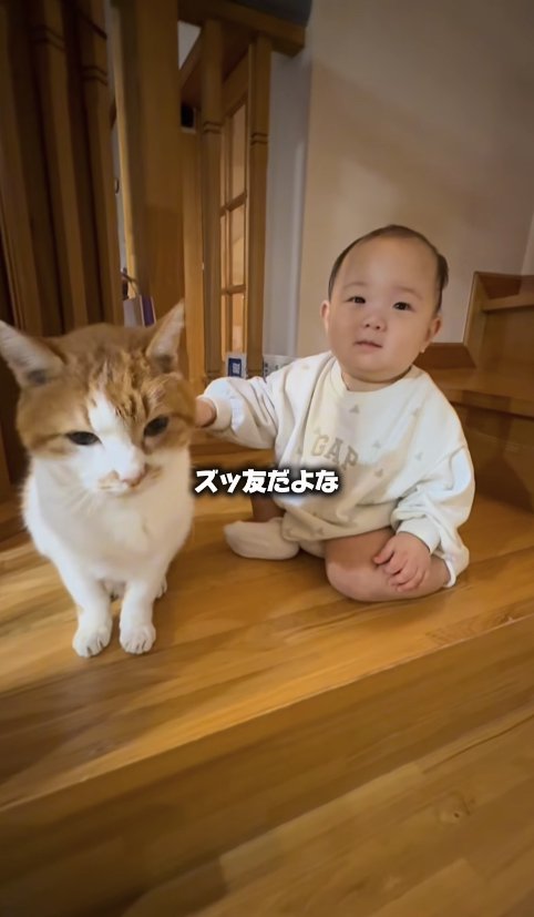 お座りしている猫の隣にいる赤ちゃん