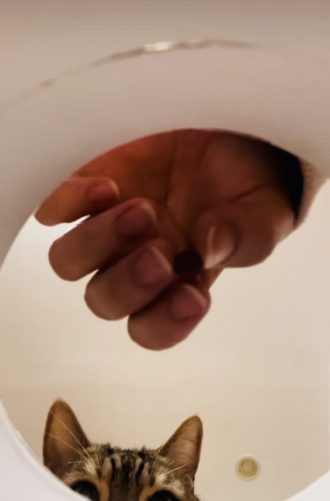 飼い主が容器におやつを入れるのを見るアメリカンショートヘア