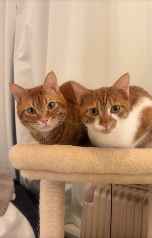 キャットタワーの上で香箱座りをしているカメラ目線の猫（アップ）