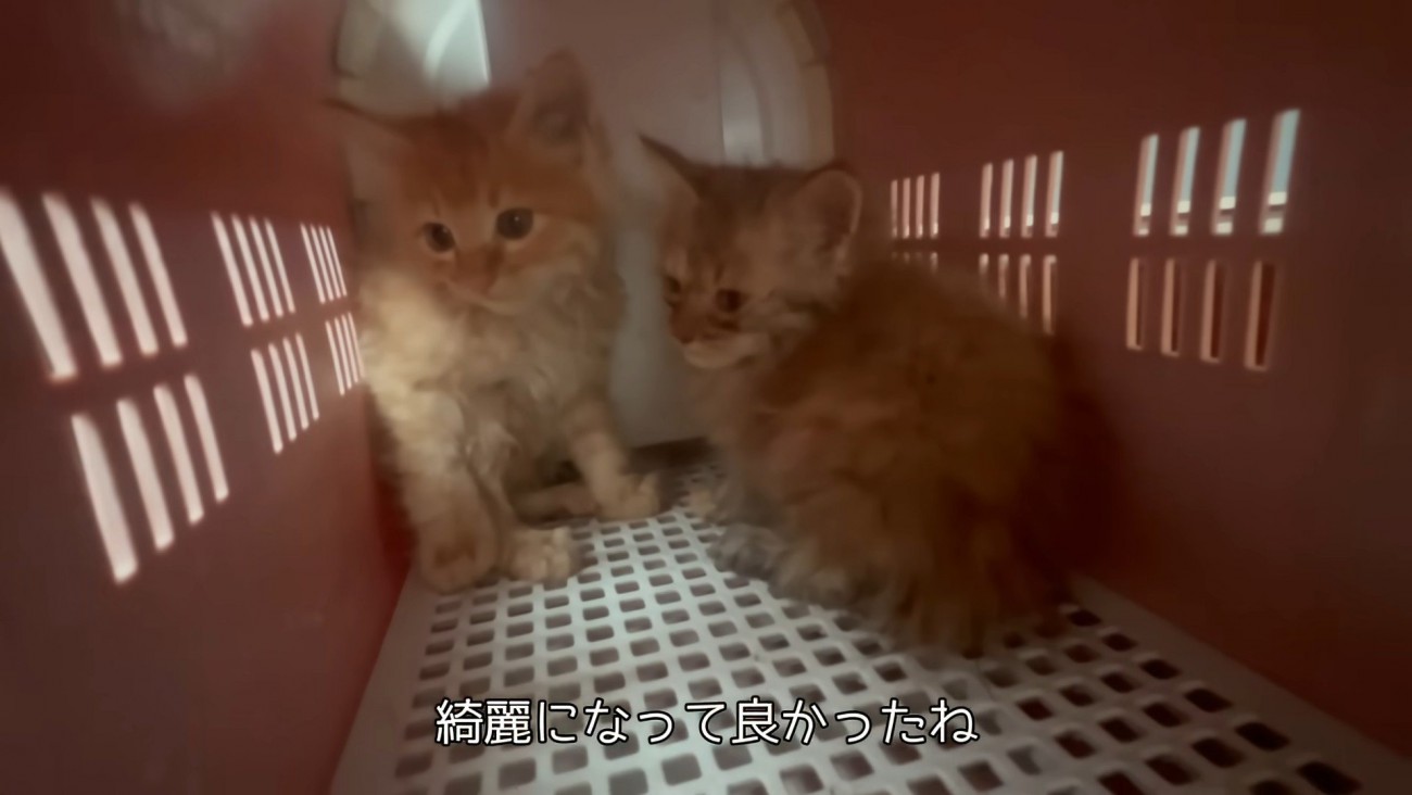 キャリーの中の2匹の子猫