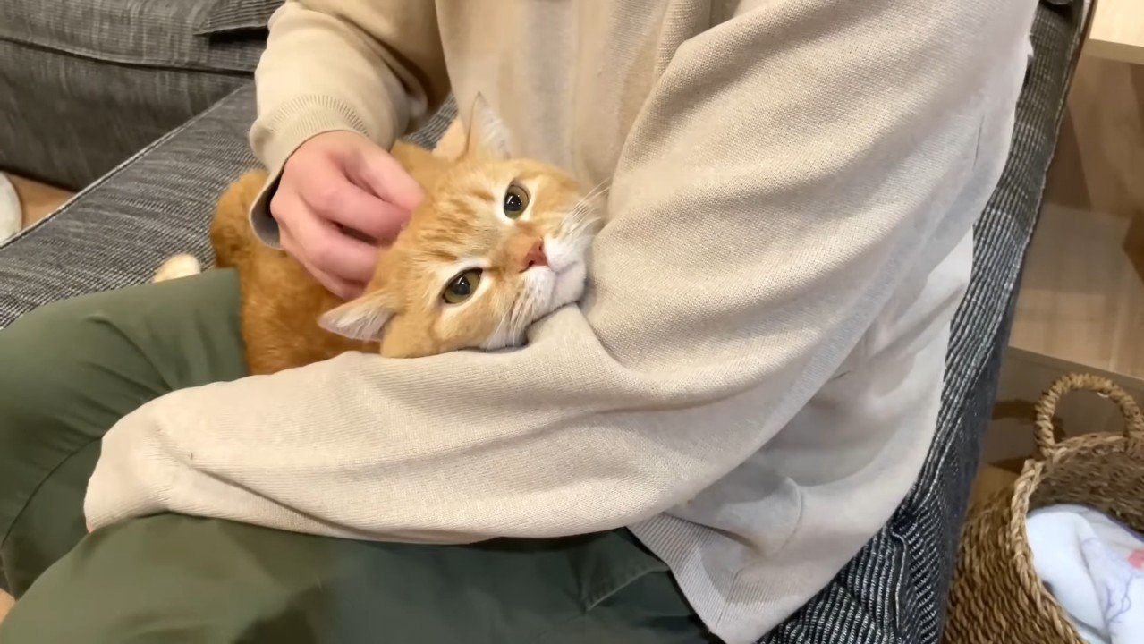 腕の中のプリンくん