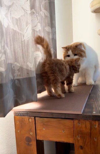 子猫の匂いを嗅いでいる猫