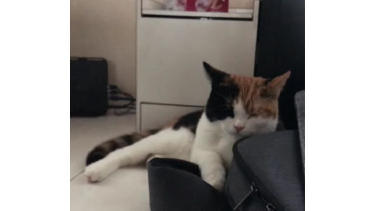 寝ている猫