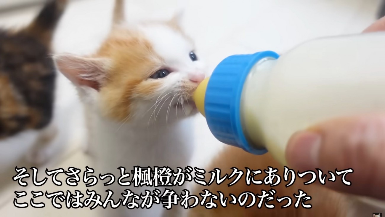 目を開けてミルクを飲んでいる茶白猫