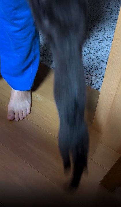 ジャンプする子猫