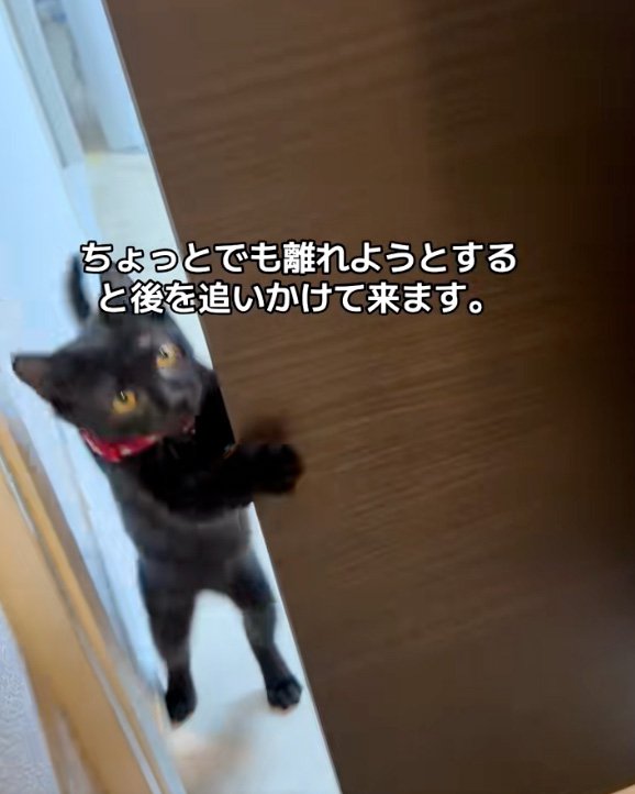 見上げる猫
