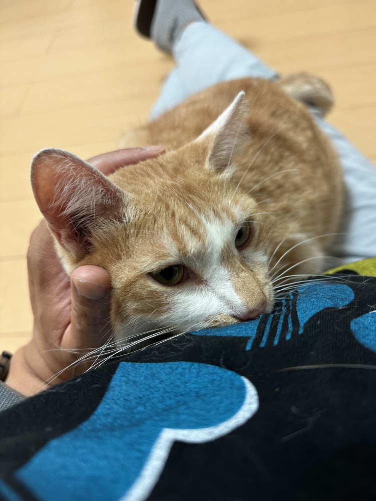 飼い主の膝の上で体を預けるようにくつろぐ猫