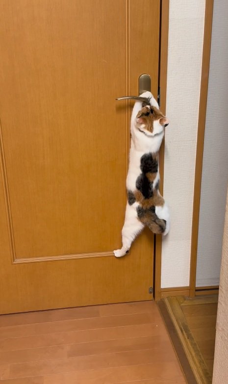 ドアノブを掴む猫