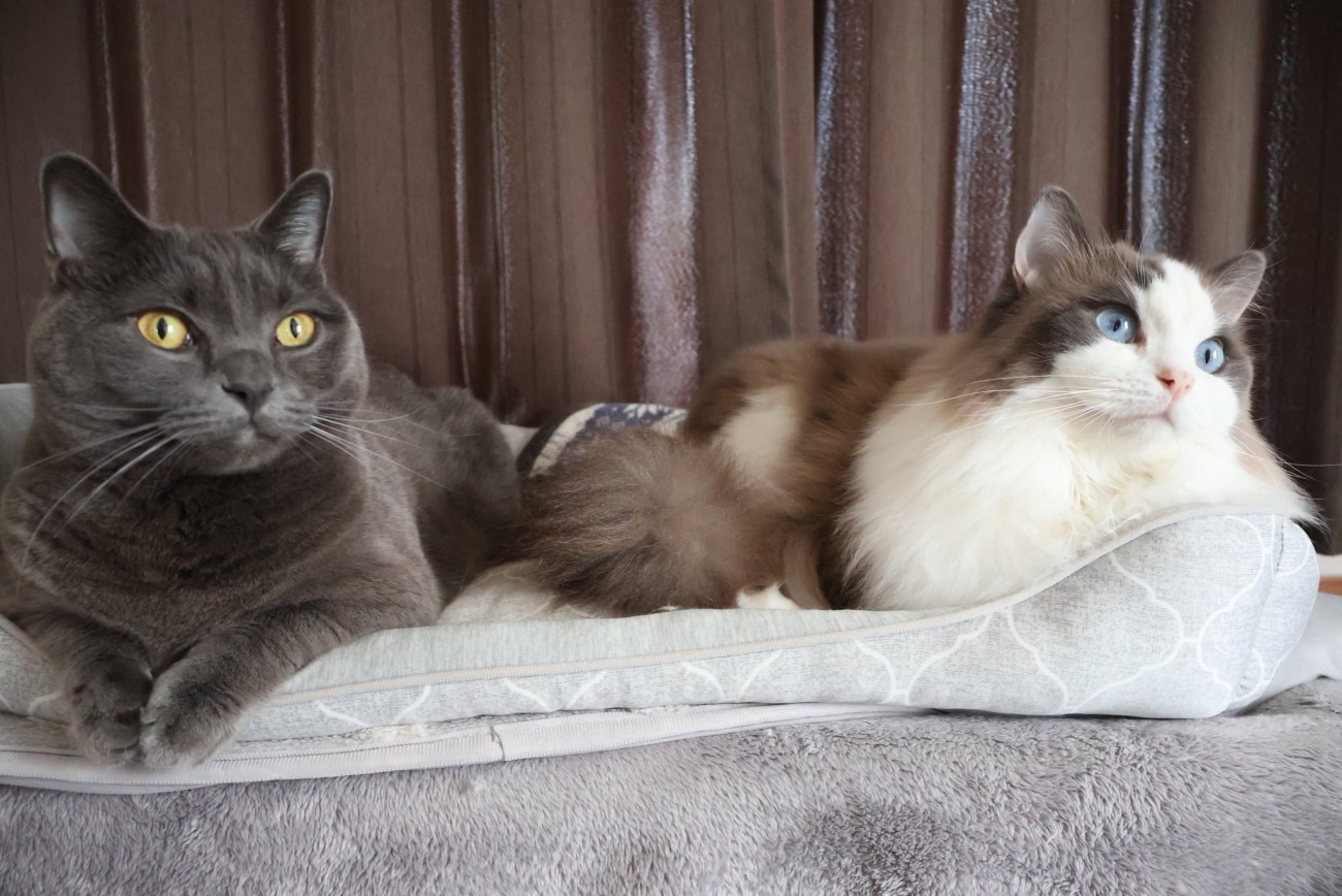 ソファでくつろぐマンチカンの黒猫とラグドール