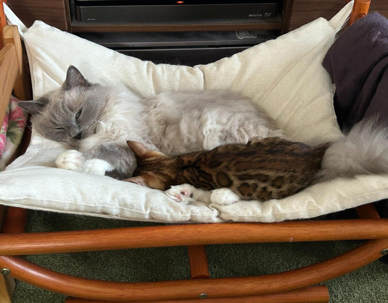 寝ている2匹の猫