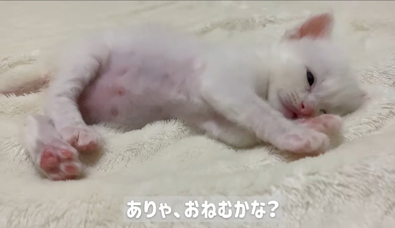 横になっている子猫