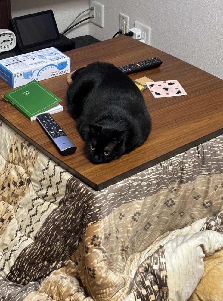 こたつの天板の上に体を伸ばしてくつろぐ猫