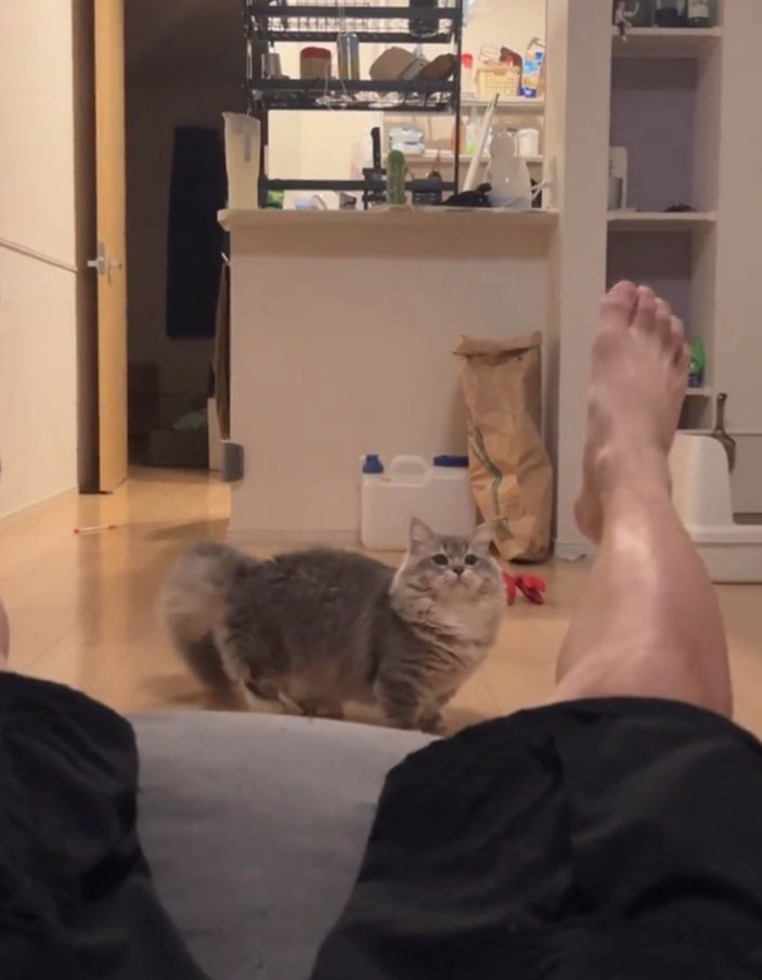 ビックリする猫