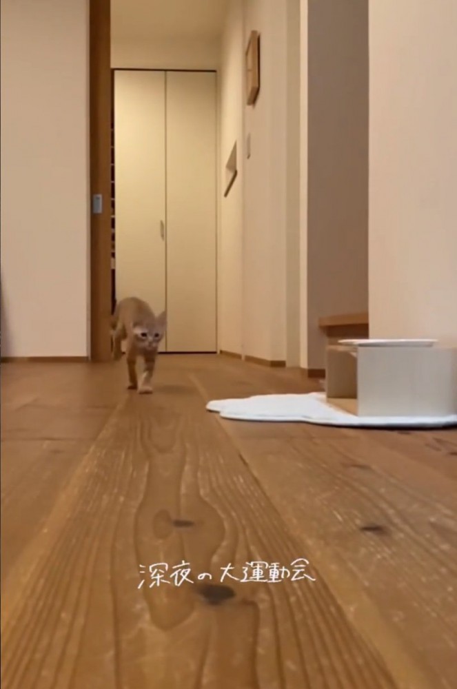 部屋を走り抜けるらいとくん2